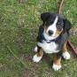 Chip in Lotti 011.jpg